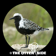 Black-bellied Plover