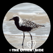 Black-bellied Plover