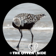 Black-bellied Plover