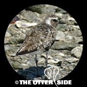 Black-bellied Plover