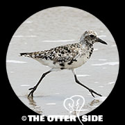 Black-bellied Plover