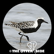 Black-bellied Plover