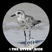 Black-bellied Plover