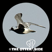 Black-bellied Plover