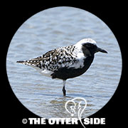 Black-bellied Plover
