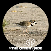 Collared Plover