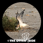 Collared Plover