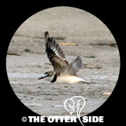 Collared Plover
