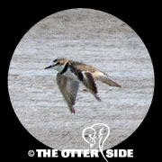 Collared Plover