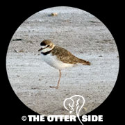 Collared Plover