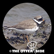 Common Ringed Plover