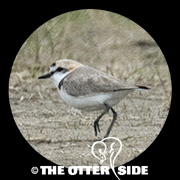Kentish Plover