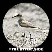 Kentish Plover