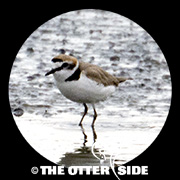 Kentish Plover