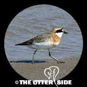 Siberian (Lesser) Sand-Plover