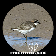 Siberian (Lesser) Sand-Plover