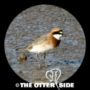 Siberian (Lesser) Sand-Plover