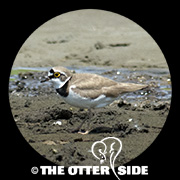 Little Ringed Plover