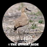 Mountain Plover