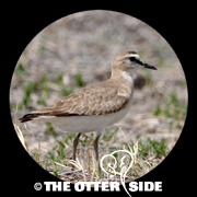 Mountain Plover