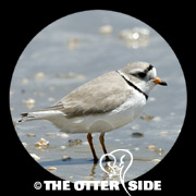 Piping Plover - Interior