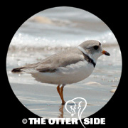 Piping Plover - Interior
