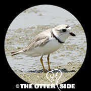 Piping Plover - Interior