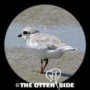 Piping Plover - Interior