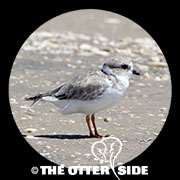 Piping Plover - Interior