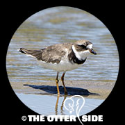 Semipalmated Plover
