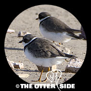 Semipalmated Plover