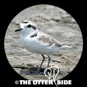 Snowy Plover - Gulf Coast