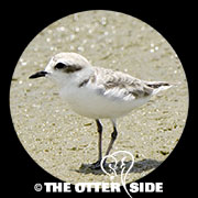 Snowy Plover - Western
