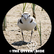 Snowy Plover - Western
