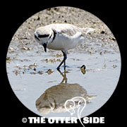 Snowy Plover - Western
