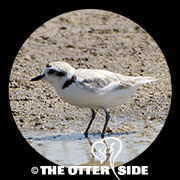 Snowy Plover - Western