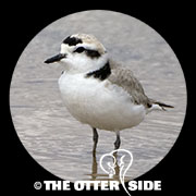 Snowy Plover - Western