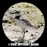 Wilson's Plover