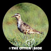 American Golden-Plover