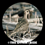 American Golden-Plover