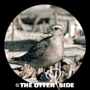 American Golden-Plover