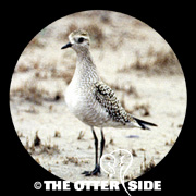 American Golden-Plover