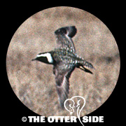 American Golden-Plover