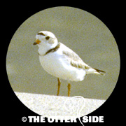 Piping Plover - East Coast