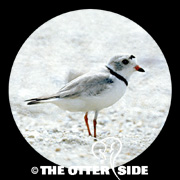 Piping Plover - East Coast