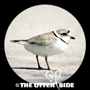 Piping Plover - East Coast