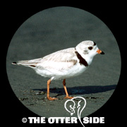 Piping Plover - East Coast
