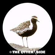 Pacific Golden-Plover