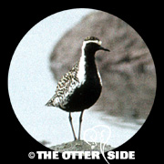 Pacific Golden-Plover