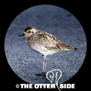 Pacific Golden-Plover